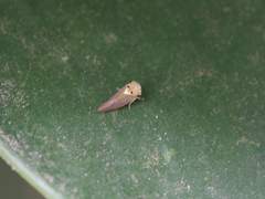 Idioscopus clypealis