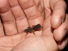 Gryllotalpa orientalis