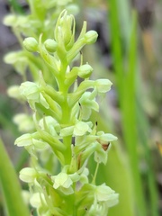 Platanthera flava herbiola
