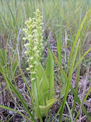 Platanthera flava herbiola