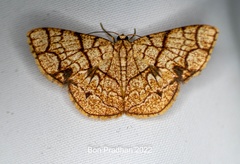 Heterostegane subtessellata
