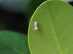 Phintelloides versicolor