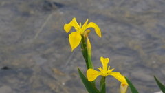 Iris pseudacorus