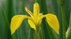Iris pseudacorus