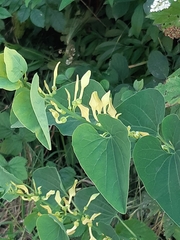 Aristolochia clematitis