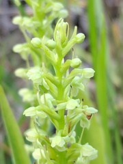Platanthera flava herbiola