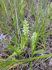 Platanthera flava herbiola