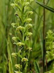 Platanthera flava herbiola