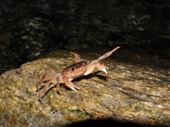Geothelphusa bicolor