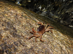 Geothelphusa bicolor