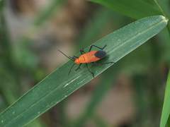 Leptocoris augur