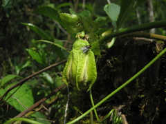 Passiflora edulis edulis