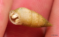 Cerithium nesioticum
