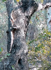 Varanus panoptes panoptes