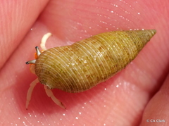 Cerithium nesioticum