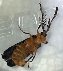 Pterotus obscuripennis