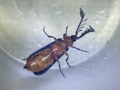 Pterotus obscuripennis