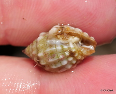 Vexillum cancellarioides