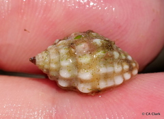 Vexillum cancellarioides