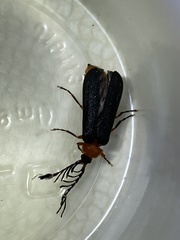 Pterotus obscuripennis