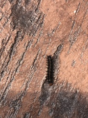 Nymphalidae