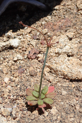 Eriogonum apiculatum