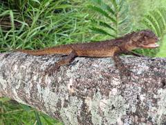 Uranoscodon superciliosus