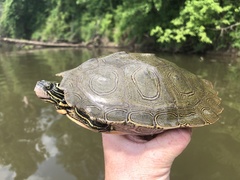 Graptemys nigrinoda