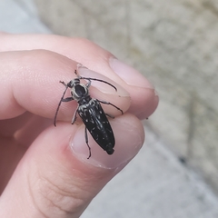 Sarosesthes fulminans