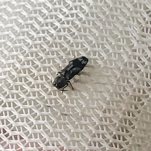 Native Ash Borer photo 3