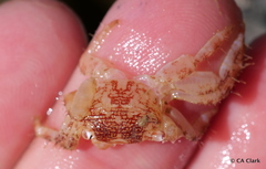 Pachygrapsus plicatus