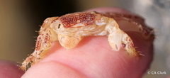 Pachygrapsus plicatus