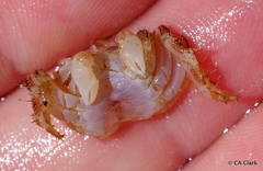 Pachygrapsus plicatus