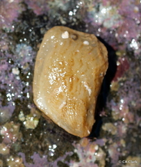 Isognomon perna