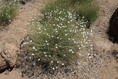Eremogone ferrisiae