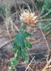 Leonotis nepetifolia