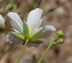 Eremogone ferrisiae