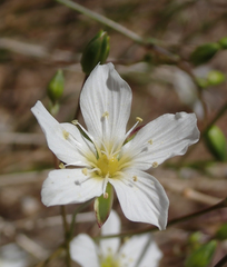 Eremogone ferrisiae