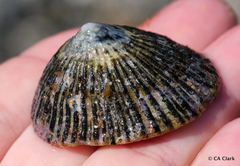 Cellana exarata