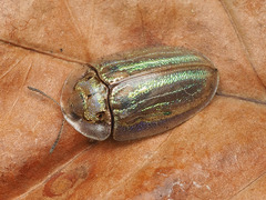 Physonota stigmatilis