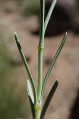 Eremogone ferrisiae