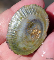 Cellana exarata