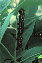 Agrius convolvuli
