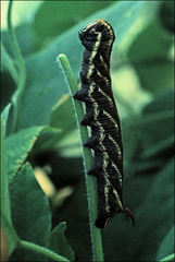 Agrius convolvuli