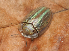 Physonota stigmatilis