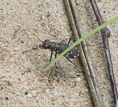 Cicindela ancocisconensis