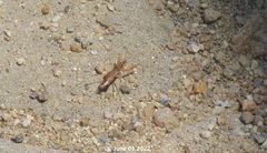 Gorpis brevilineatus