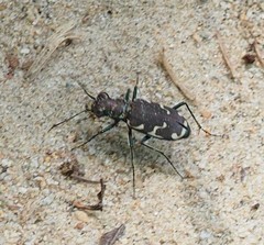 Cicindela ancocisconensis