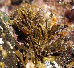 Sargassum aquifolium