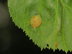 Blaesodiplosis venae